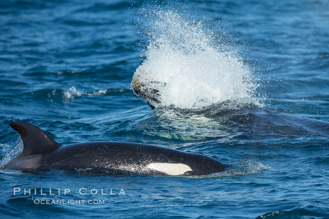 Killer whale attacking sea lion.  Biggs transient orca and California sea lion, Orcinus orca, Zalophus californianus, Palos Verdes