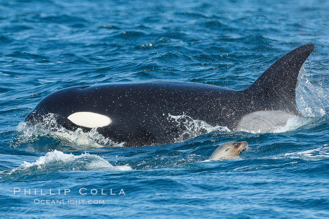 Killer whale attacking sea lion.  Biggs transient orca and California sea lion, Orcinus orca, Zalophus californianus, Palos Verdes