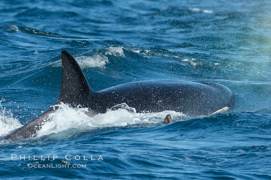 Killer whale attacking sea lion.  Biggs transient orca and California sea lion, Orcinus orca, Zalophus californianus, Palos Verdes