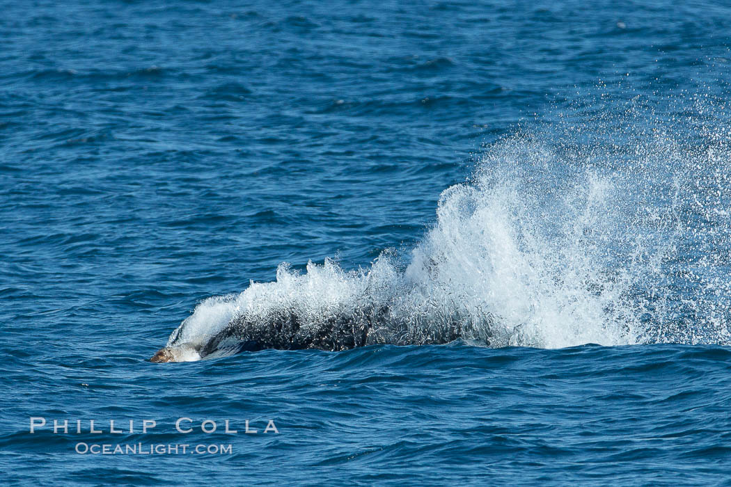 Killer whale attacking sea lion.  Biggs transient orca and California sea lion, Orcinus orca, Zalophus californianus, Palos Verdes