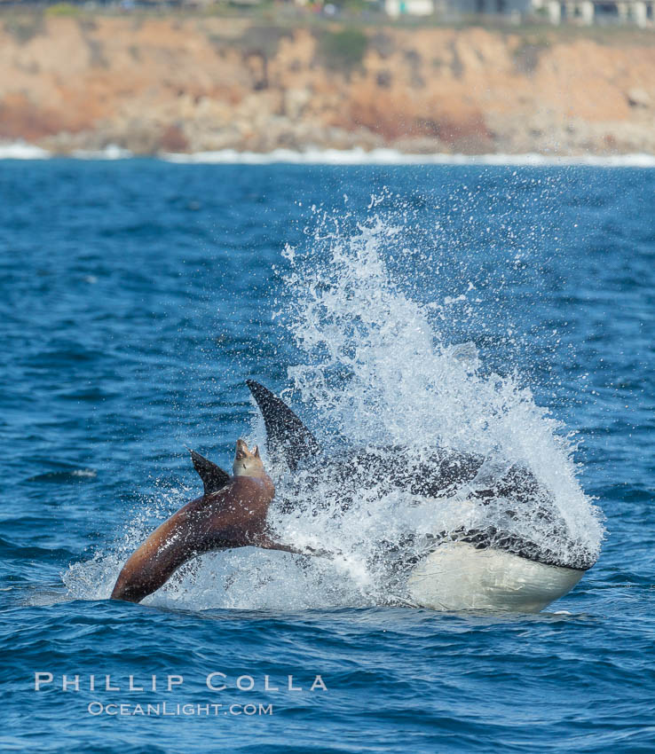 Killer whale attacking sea lion.  Biggs transient orca and California sea lion, Orcinus orca, Zalophus californianus, Palos Verdes