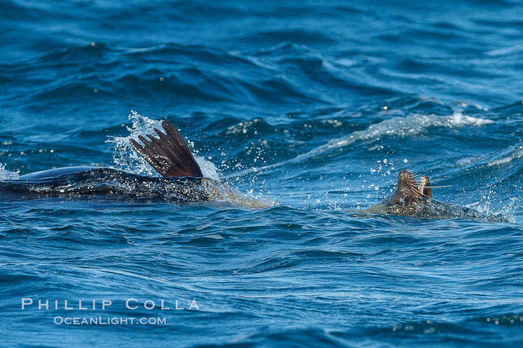 Killer whale attacking sea lion.  Biggs transient orca and California sea lion, Orcinus orca, Zalophus californianus, Palos Verdes