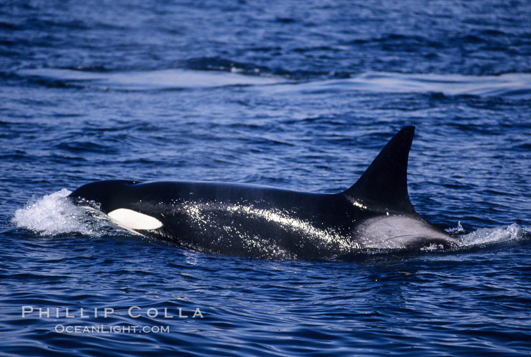 Killer whale (orca). Frederick Sound, Alaska, USA, Orcinus orca, natural history stock photograph, photo id 04402