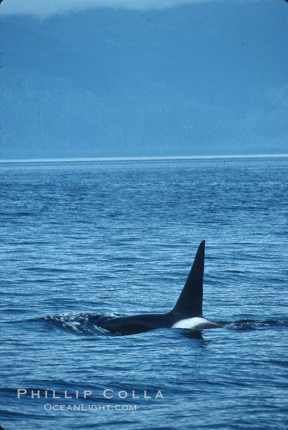 Killer whale (orca). Frederick Sound, Alaska, USA, Orcinus orca, natural history stock photograph, photo id 04408
