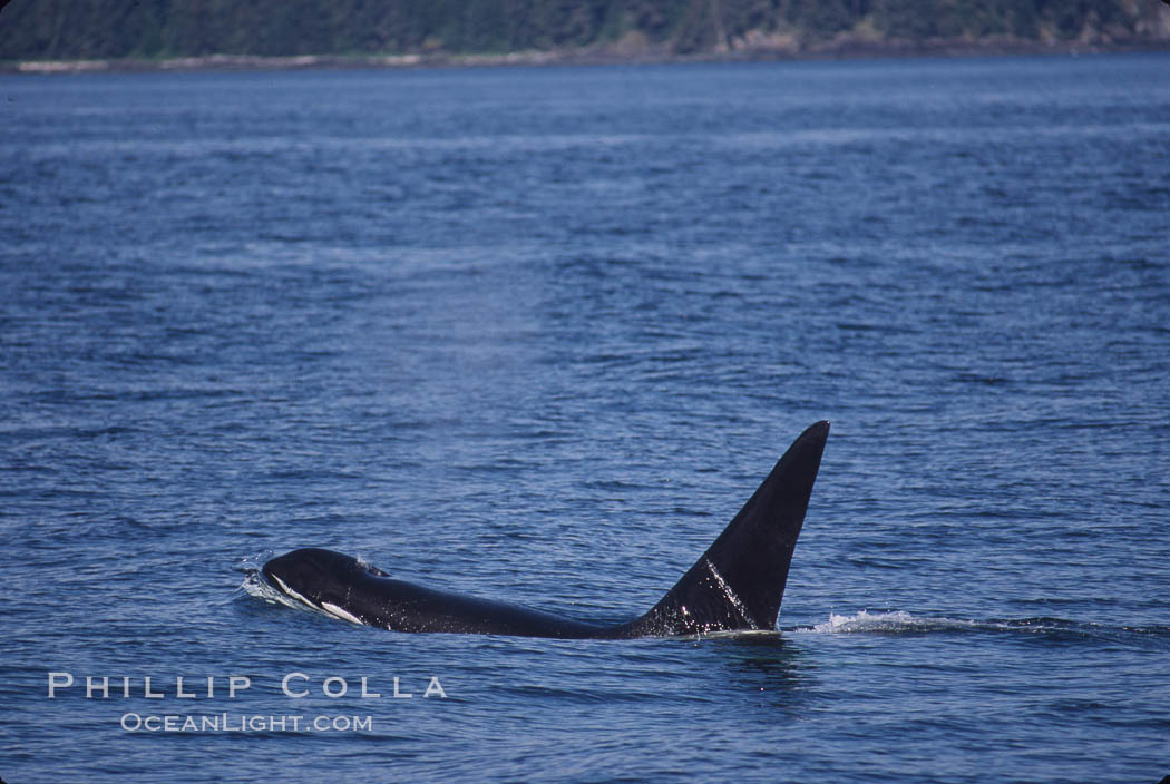 Killer whale (orca). Frederick Sound, Alaska, USA, Orcinus orca, natural history stock photograph, photo id 04411
