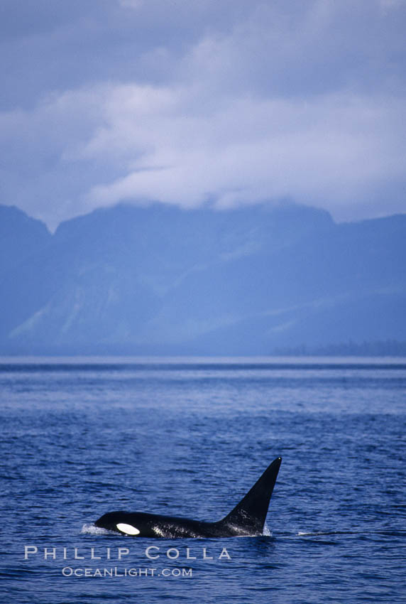 Killer whale (orca). Frederick Sound, Alaska, USA, Orcinus orca, natural history stock photograph, photo id 04405