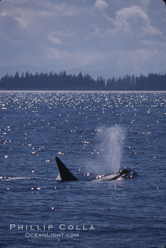 Killer whale (orca). Frederick Sound, Alaska, USA, Orcinus orca, natural history stock photograph, photo id 04404