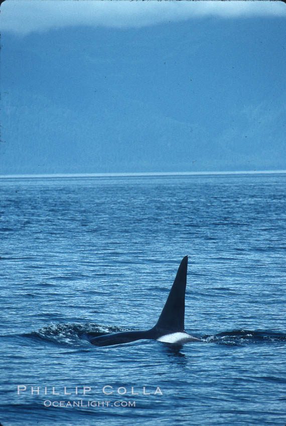Killer whale (orca). Frederick Sound, Alaska, USA, Orcinus orca, natural history stock photograph, photo id 04407