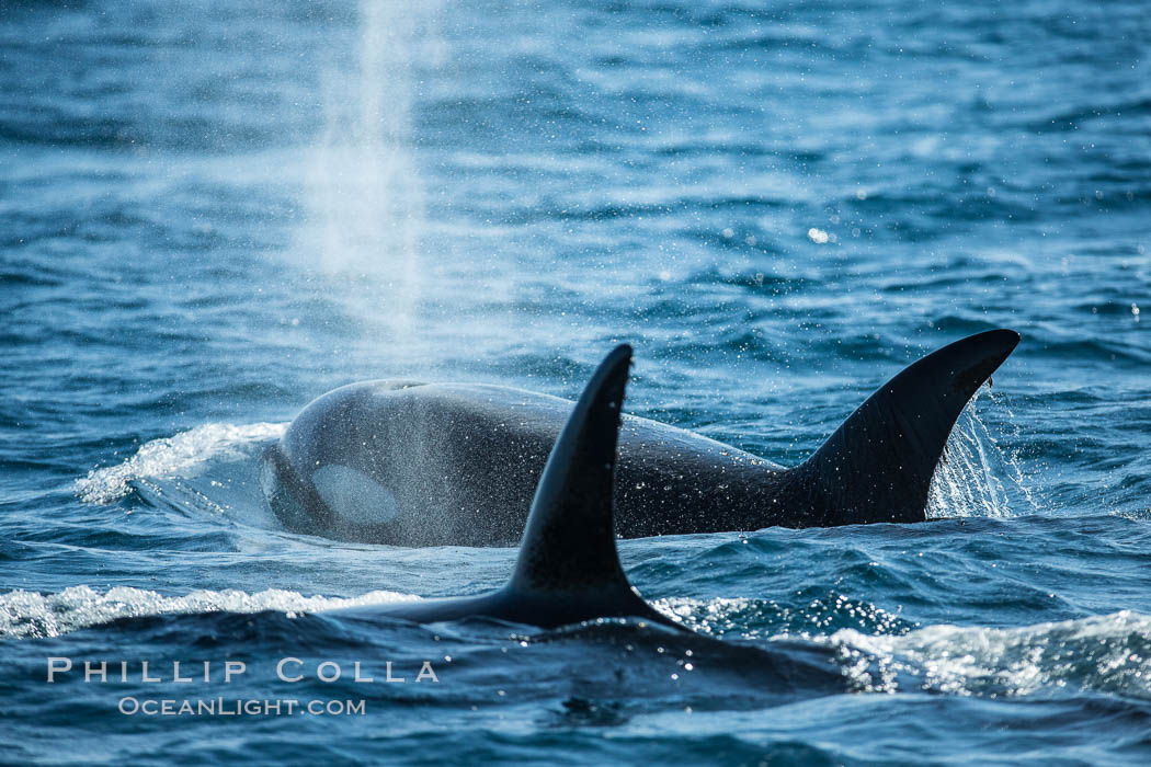 Killer Whales, Biggs Transient Orcas, Palos Verdes. California, USA, natural history stock photograph, photo id 30442