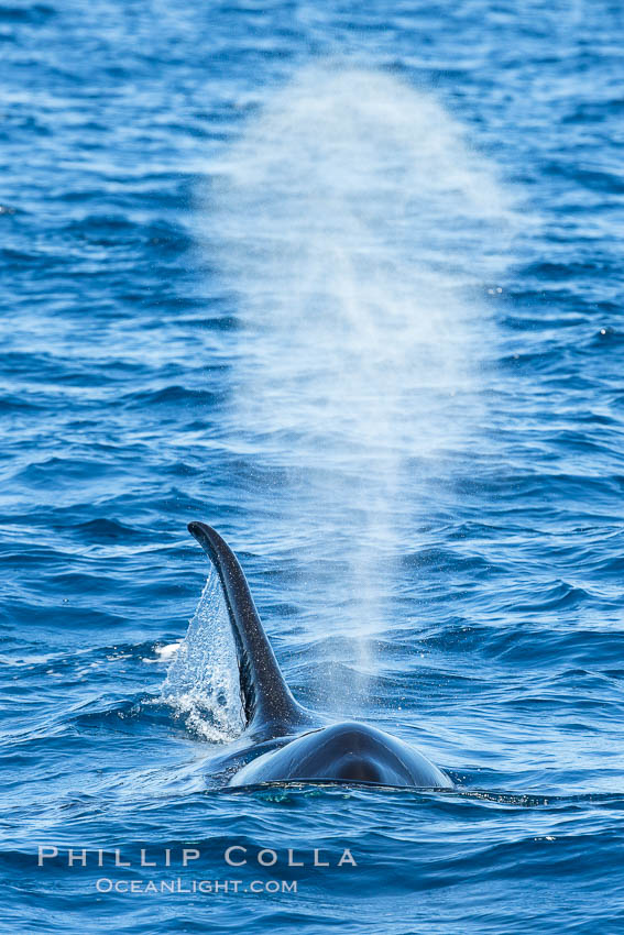 Killer Whale and blow, Biggs Transient Orcas, Palos Verdes. California, USA, Orcinus orca, natural history stock photograph, photo id 30423