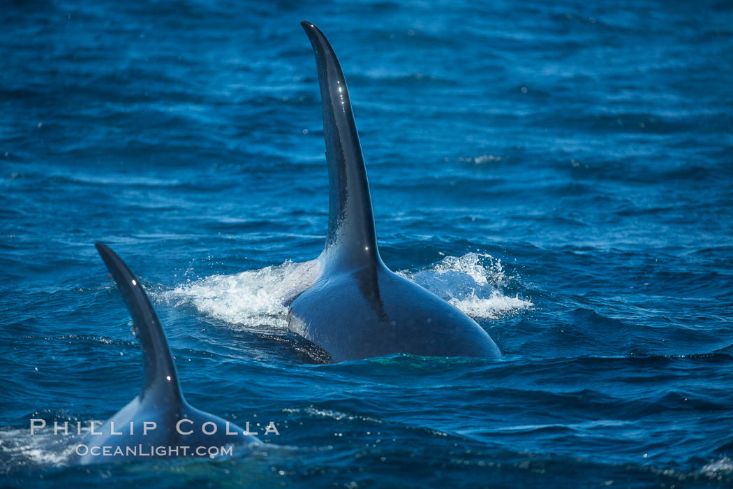 Killer Whales, Biggs Transient Orcas, Palos Verdes. California, USA, natural history stock photograph, photo id 30443