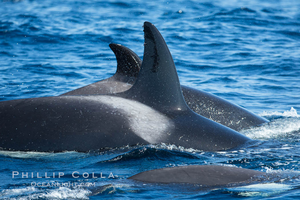 Saddle patch and dorsal fins of killer whales, Palos Verdes. California, USA, Orcinus orca, natural history stock photograph, photo id 30421