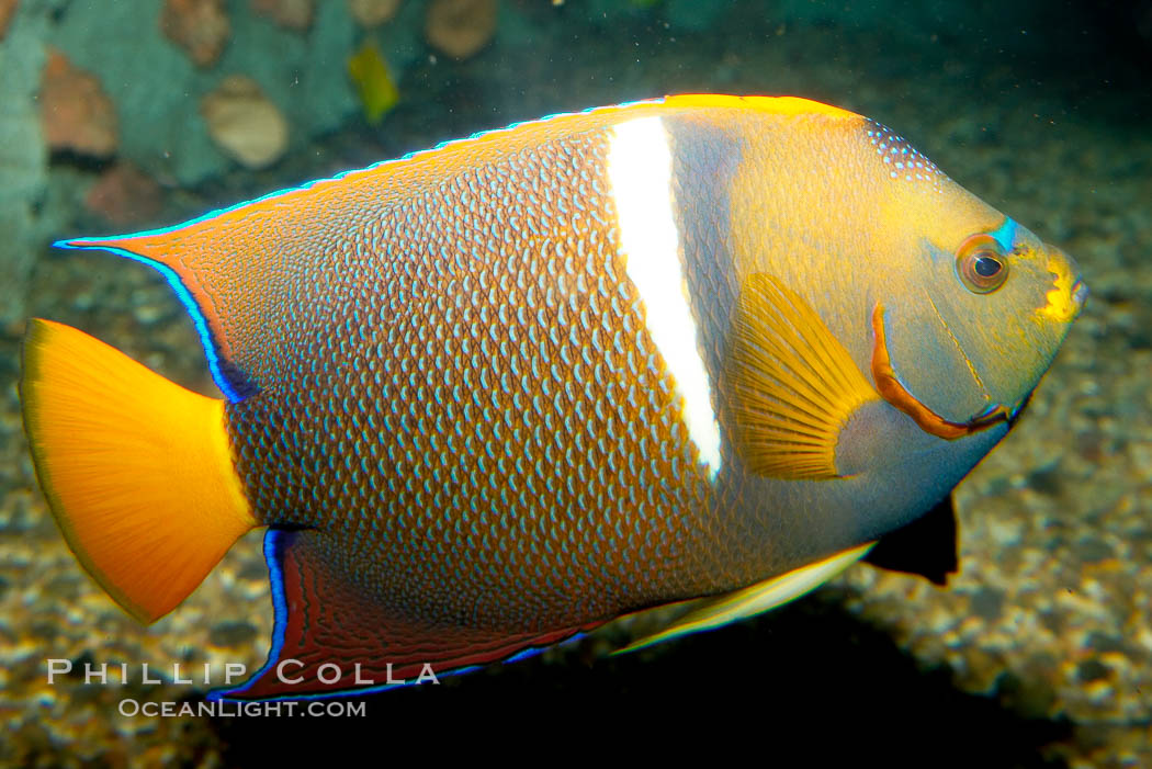 King angelfish., Holacanthus passer, natural history stock photograph, photo id 12890