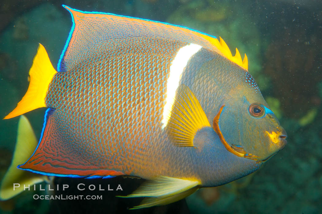 King angelfish., Holacanthus passer, natural history stock photograph, photo id 12893