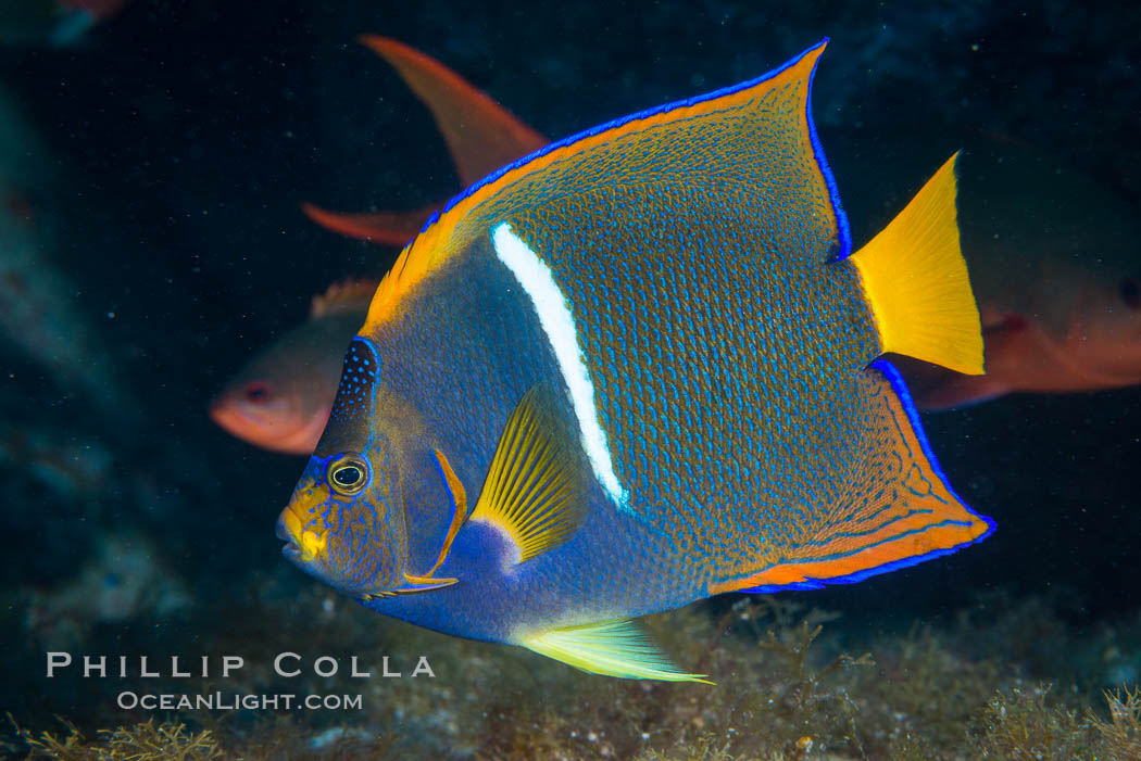 King Angelfish, Sea of Cortez, Baja California. Isla San Diego, Mexico, Holacanthus passer, natural history stock photograph, photo id 33526