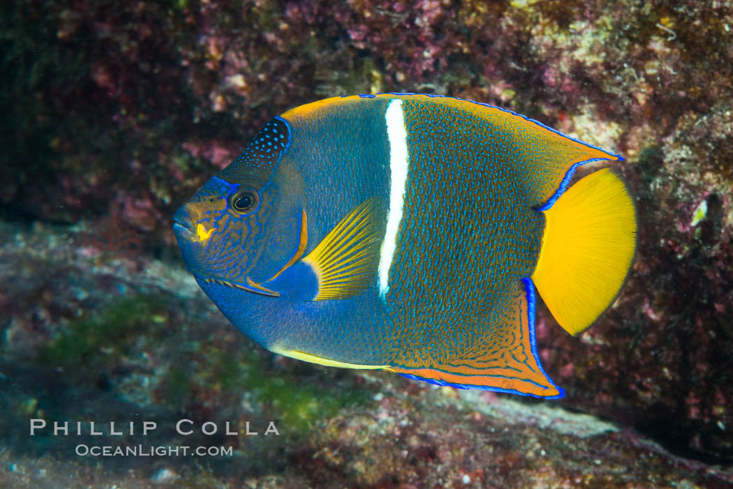 King Angelfish, Sea of Cortez, Baja California. Isla San Diego, Mexico, Holacanthus passer, natural history stock photograph, photo id 33528