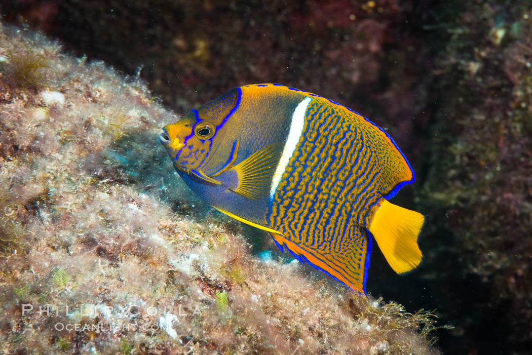 King Angelfish, Sea of Cortez, Baja California. Isla San Diego, Mexico, Holacanthus passer, natural history stock photograph, photo id 33529