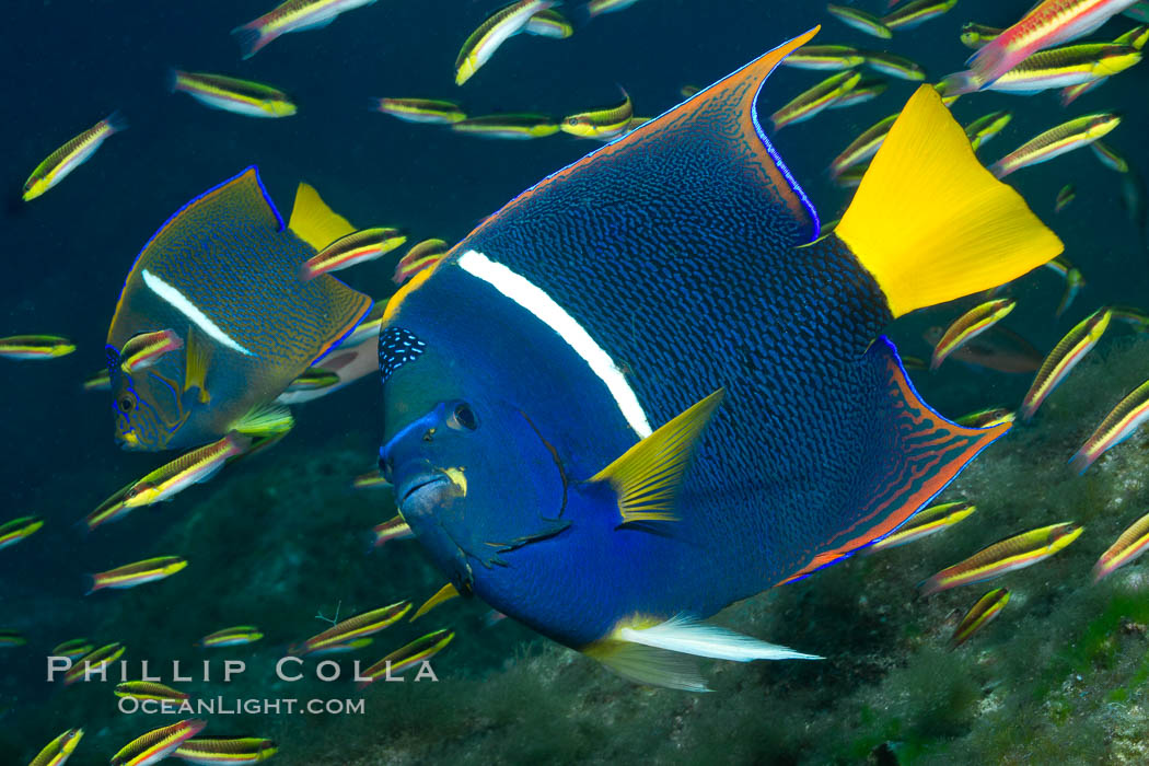 King angelfish in the Sea of Cortez, Mexico. Baja California, Holacanthus passer, natural history stock photograph, photo id 27470