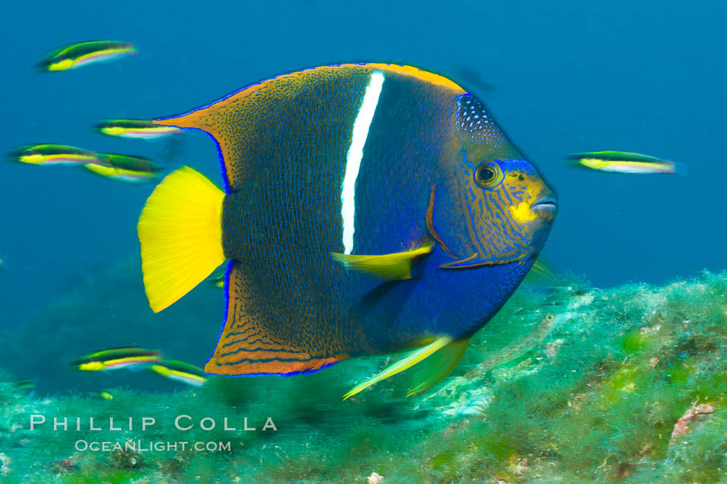 King angelfish in the Sea of Cortez, Mexico. Baja California, Holacanthus passer, natural history stock photograph, photo id 27474