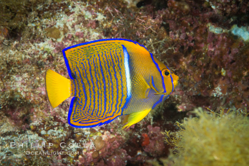 King Angelfish, Sea of Cortez, Isla San Diego, Baja California, Mexico, natural history stock photograph, photo id 33713