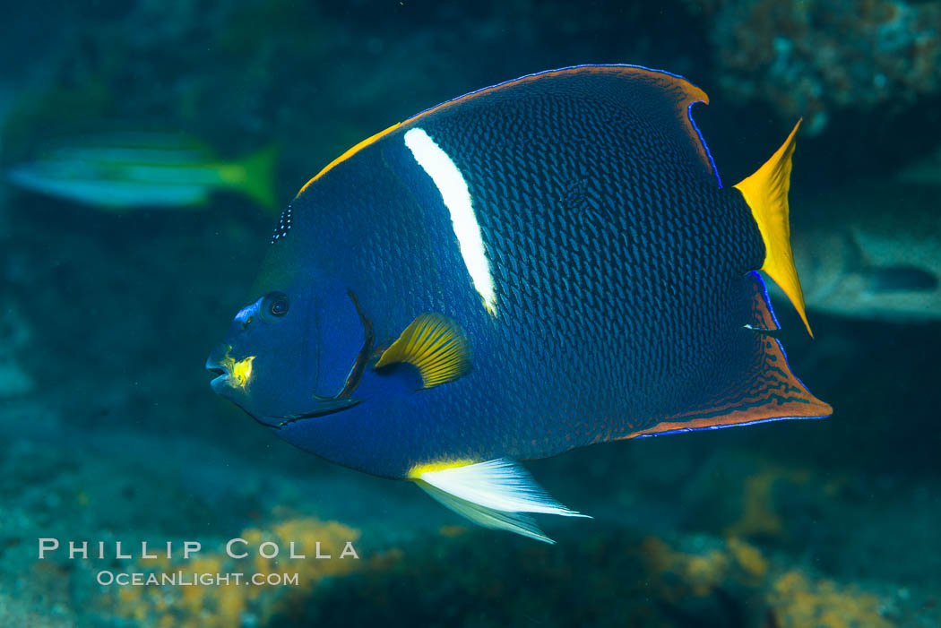 King Angelfish, Sea of Cortez, Punta Alta, Baja California, Mexico, Holacanthus passer, natural history stock photograph, photo id 33725