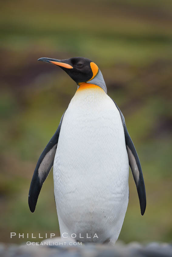 King penguin, solitary, standing. Fortuna Bay, South Georgia Island, Aptenodytes patagonicus, natural history stock photograph, photo id 24602