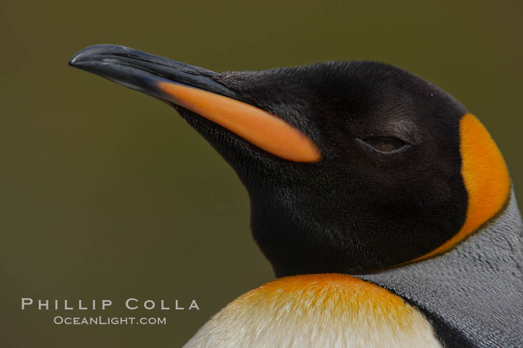 King penguin, showing ornate and distinctive neck, breast and head plumage and orange beak. Fortuna Bay, South Georgia Island, Aptenodytes patagonicus, natural history stock photograph, photo id 24646