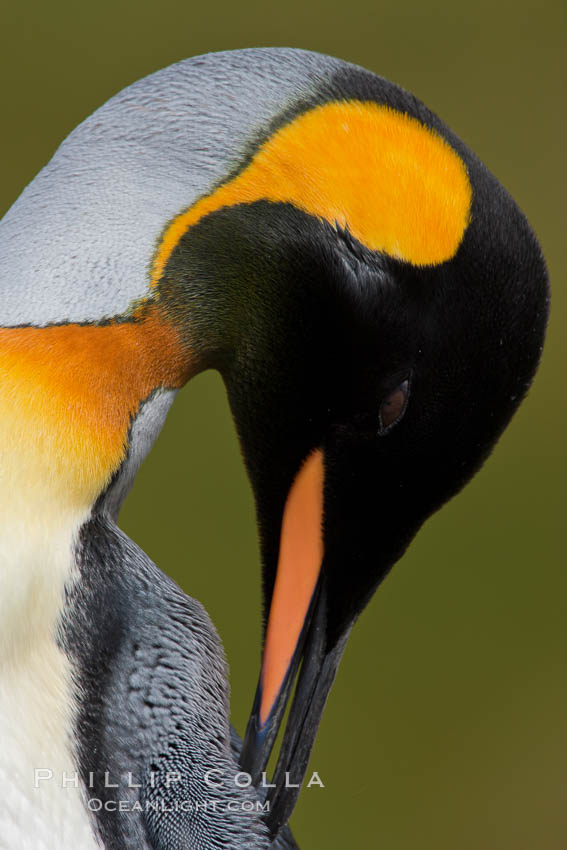King penguin, showing ornate and distinctive neck, breast and head plumage and orange beak. Fortuna Bay, South Georgia Island, Aptenodytes patagonicus, natural history stock photograph, photo id 24650