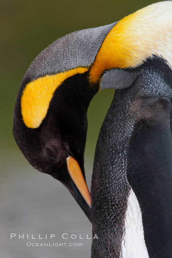 King penguin, showing ornate and distinctive neck, breast and head plumage and orange beak. Fortuna Bay, South Georgia Island, Aptenodytes patagonicus, natural history stock photograph, photo id 24654