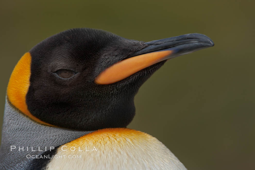 King penguin, showing ornate and distinctive neck, breast and head plumage and orange beak. Fortuna Bay, South Georgia Island, Aptenodytes patagonicus, natural history stock photograph, photo id 24620