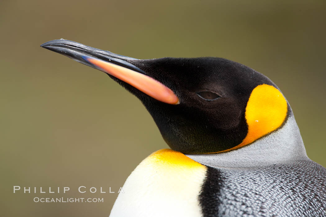 King penguin, showing ornate and distinctive neck, breast and head plumage and orange beak. Fortuna Bay, South Georgia Island, Aptenodytes patagonicus, natural history stock photograph, photo id 26348