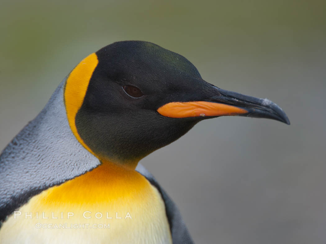 King penguin, showing ornate and distinctive neck, breast and head plumage and orange beak. Fortuna Bay, South Georgia Island, Aptenodytes patagonicus, natural history stock photograph, photo id 24655