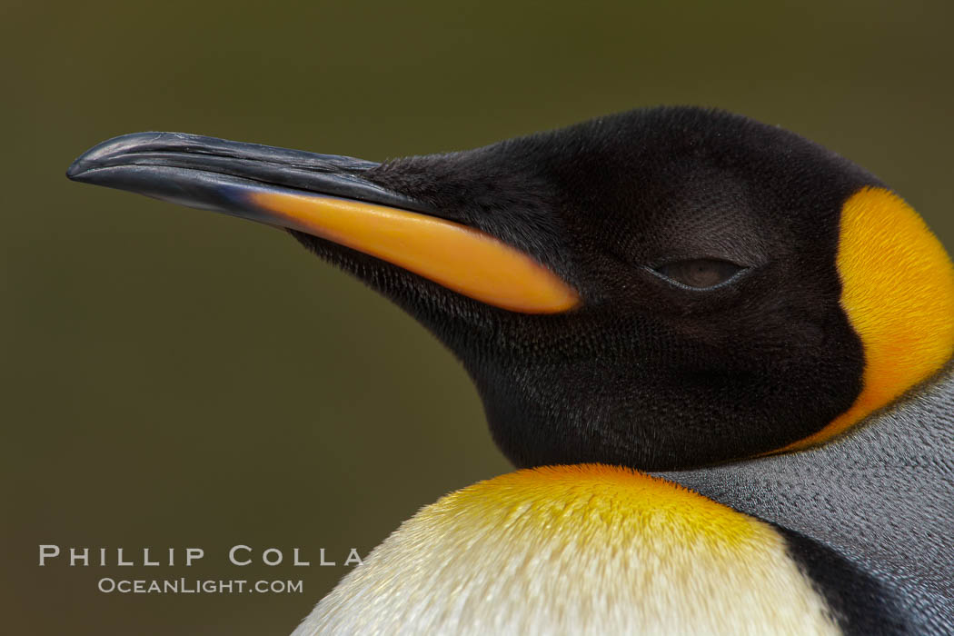 King penguin, showing ornate and distinctive neck, breast and head plumage and orange beak. Fortuna Bay, South Georgia Island, Aptenodytes patagonicus, natural history stock photograph, photo id 24581
