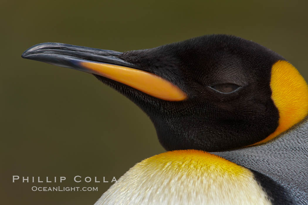 King penguin, showing ornate and distinctive neck, breast and head plumage and orange beak, Aptenodytes patagonicus, Fortuna Bay