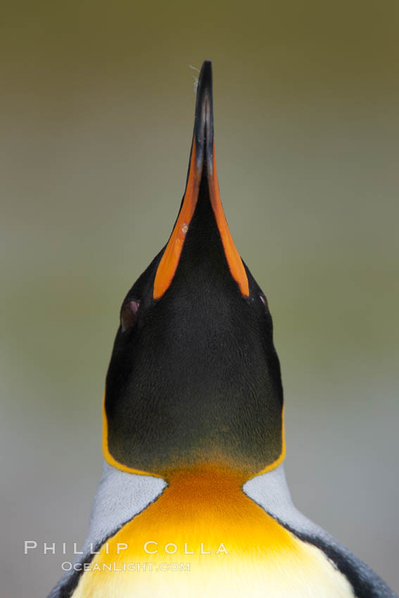 King penguin, showing ornate and distinctive neck, breast and head plumage and orange beak. Fortuna Bay, South Georgia Island, Aptenodytes patagonicus, natural history stock photograph, photo id 24601