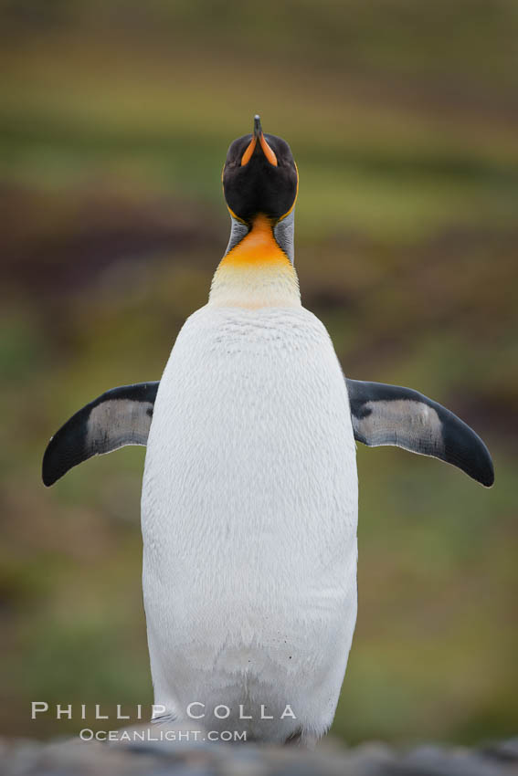 King penguin, solitary, standing. Fortuna Bay, South Georgia Island, Aptenodytes patagonicus, natural history stock photograph, photo id 24621