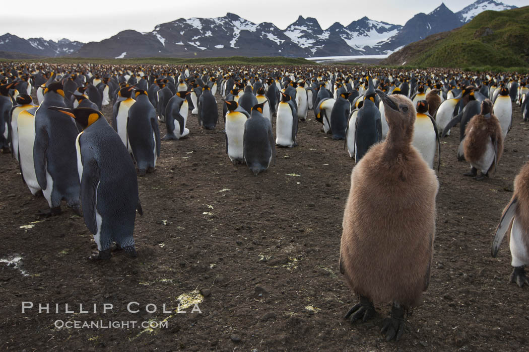 King penguins at Salisbury Plain.  Silver and black penguins are adults, while brown penguins are 'oakum boys', juveniles named for their distinctive fluffy plumage that will soon molt and taken on adult coloration. South Georgia Island, Aptenodytes patagonicus, natural history stock photograph, photo id 24538