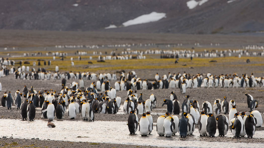 King penguin colony, Right Whale Bay, South Georgia Island.  Over 100,000 pairs of king penguins nest on South Georgia Island each summer., Aptenodytes patagonicus, natural history stock photograph, photo id 24316