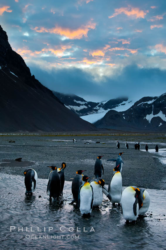 King penguin colony, Right Whale Bay, South Georgia Island.  Over 100,000 pairs of king penguins nest on South Georgia Island each summer., Aptenodytes patagonicus, natural history stock photograph, photo id 24344