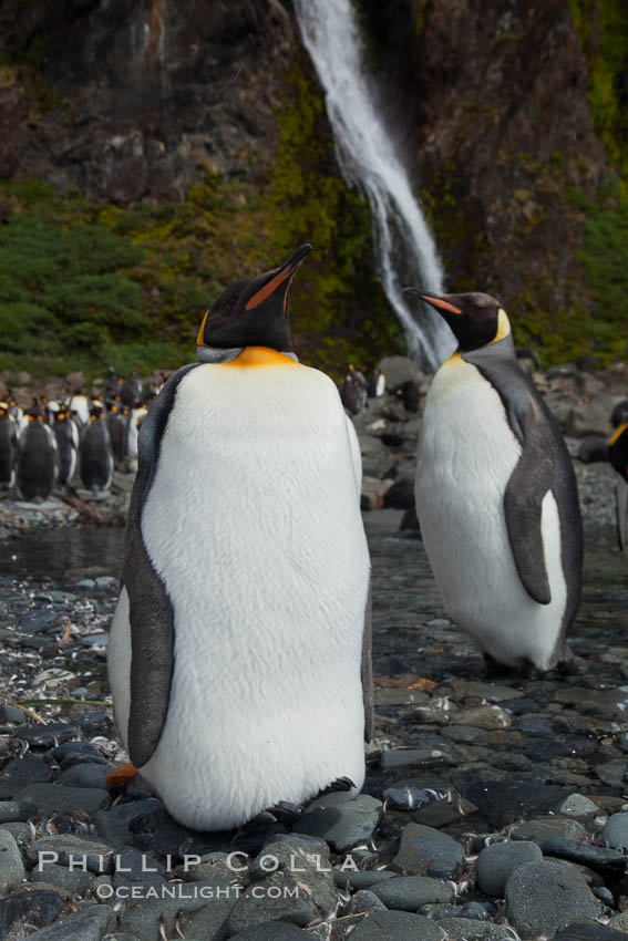 King penguins gather in a steam to molt, below a waterfall on a cobblestone beach at Hercules Bay. South Georgia Island, Aptenodytes patagonicus, natural history stock photograph, photo id 24472