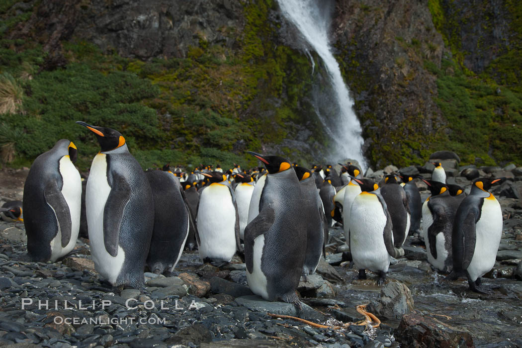 King penguins gather in a steam to molt, below a waterfall on a cobblestone beach at Hercules Bay. South Georgia Island, Aptenodytes patagonicus, natural history stock photograph, photo id 24560