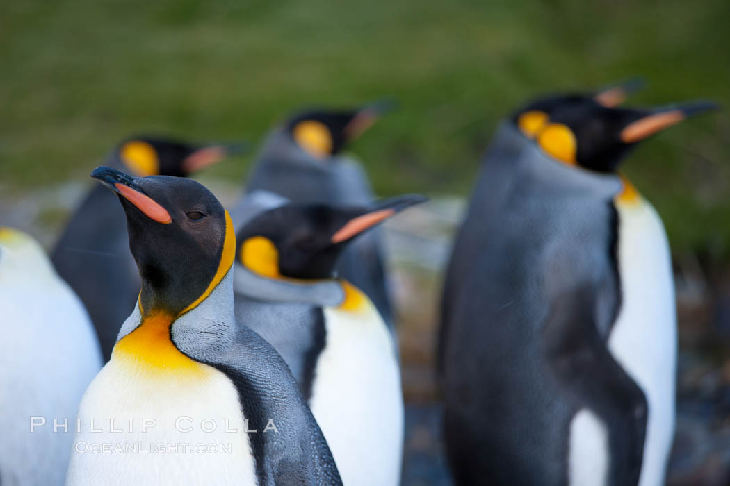 King penguins, showing ornate and distinctive neck, breast and head plumage and orange beak. Grytviken, South Georgia Island, Aptenodytes patagonicus, natural history stock photograph, photo id 24413