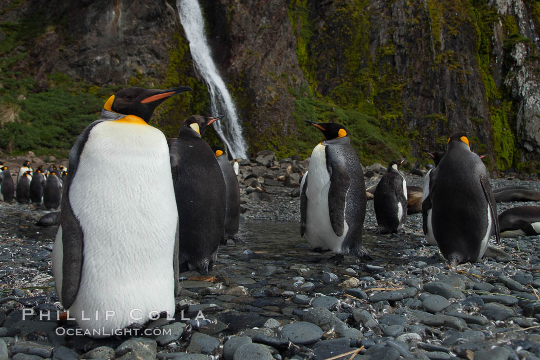 King penguins gather in a steam to molt, below a waterfall on a cobblestone beach at Hercules Bay, Aptenodytes patagonicus