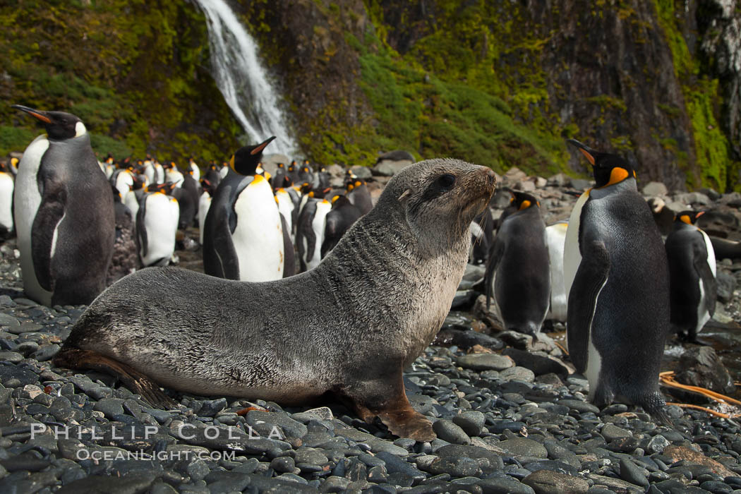Antarctic fur seal pup in front of a group of molting king penguins, below a waterfall on the cobblestone beach at Hercules Bay. South Georgia Island, Aptenodytes patagonicus, natural history stock photograph, photo id 24561