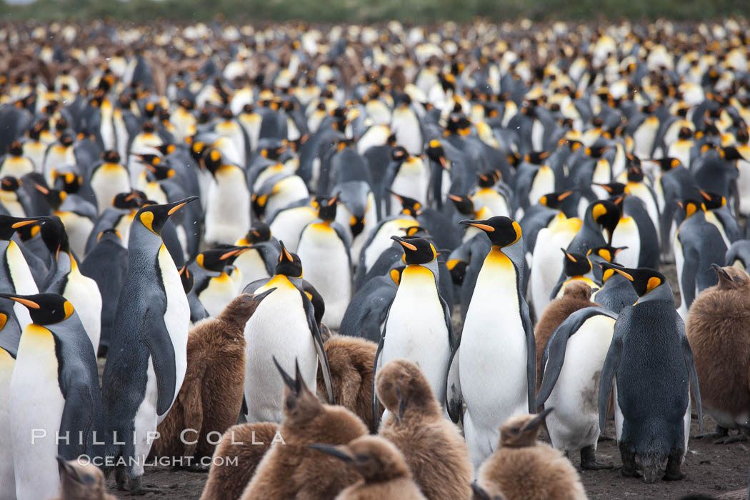 King penguins at Salisbury Plain.  Silver and black penguins are adults, while brown penguins are 'oakum boys', juveniles named for their distinctive fluffy plumage that will soon molt and taken on adult coloration. South Georgia Island, Aptenodytes patagonicus, natural history stock photograph, photo id 24506