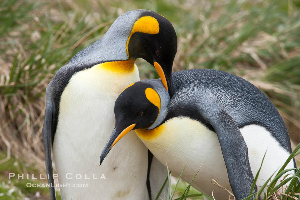 King penguin, mated pair courting, displaying courtship behavior including mutual preening., Aptenodytes patagonicus, natural history stock photograph, photo id 24510
