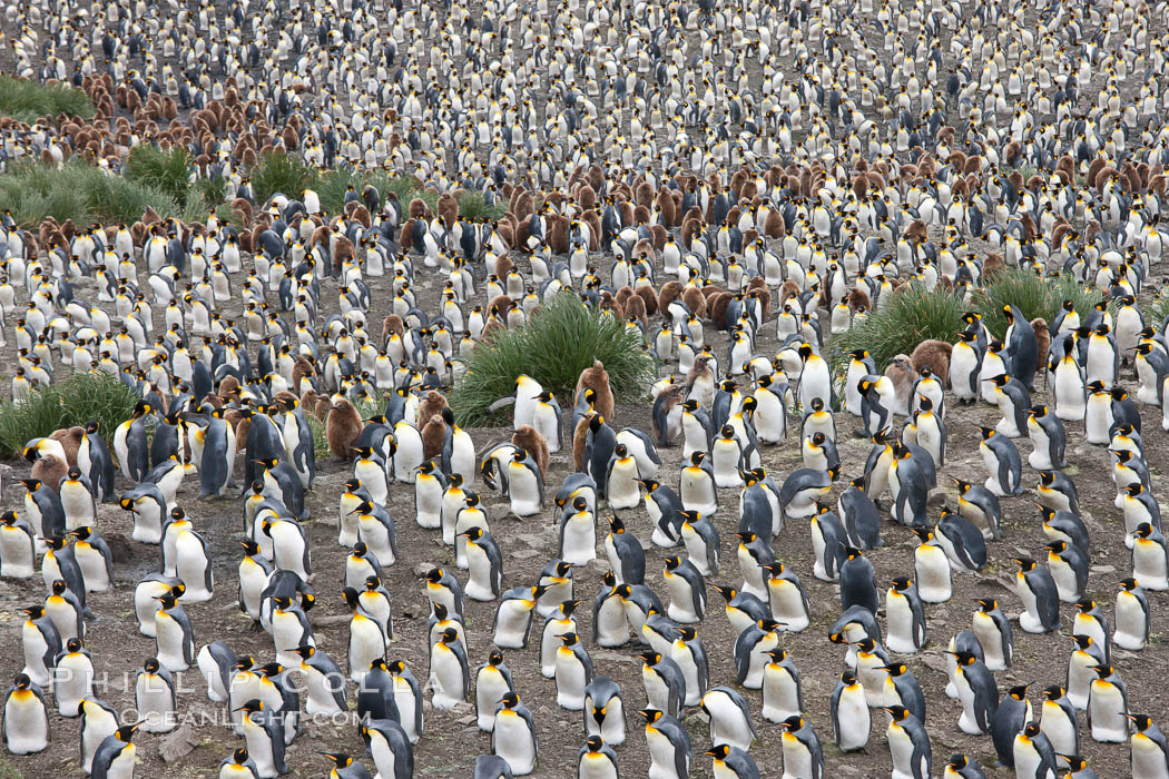 King penguins at Salisbury Plain. South Georgia Island, Aptenodytes patagonicus, natural history stock photograph, photo id 24530