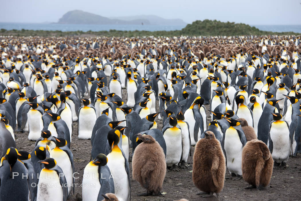 King penguins at Salisbury Plain.  Silver and black penguins are adults, while brown penguins are 'oakum boys', juveniles named for their distinctive fluffy plumage that will soon molt and taken on adult coloration. South Georgia Island, Aptenodytes patagonicus, natural history stock photograph, photo id 24507