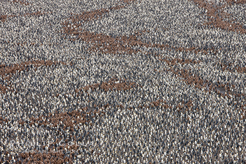 King penguin colony, over 100,000 nesting pairs, viewed from above.  The brown patches are groups of 'oakum boys', juveniles in distinctive brown plumage.  Salisbury Plain, Bay of Isles, South Georgia Island., Aptenodytes patagonicus, natural history stock photograph, photo id 24515