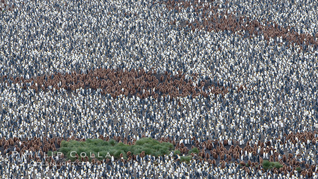 King penguin colony, over 100,000 nesting pairs, viewed from above.  The brown patches are groups of 'oakum boys', juveniles in distinctive brown plumage.  Salisbury Plain, Bay of Isles, South Georgia Island., Aptenodytes patagonicus, natural history stock photograph, photo id 24509